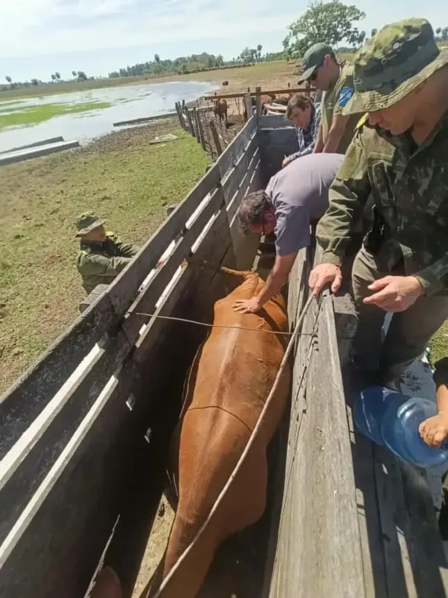 Secuestraron tres vacas con la marca del denunciante en un allanamiento por abigeato