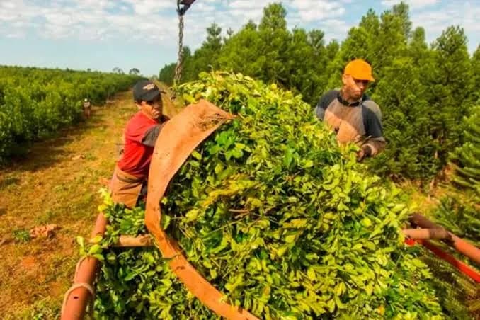 Cultivos de Corrientes y del NEA podrían ser perjudicados por el exceso de agua de El Niño