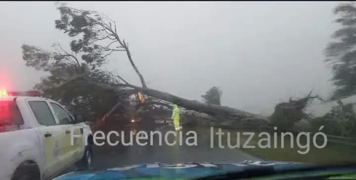 Un árbol gigante cayó sobre la Ruta Nacional 12 y cortó totalmente el tránsito