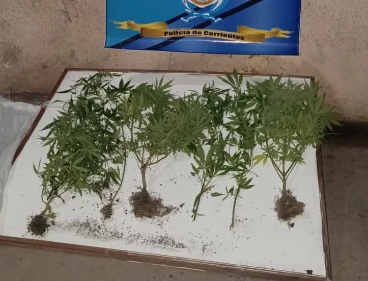 Traían plantas de marihuana por el río, pero escaparon tras una persecución en Corrientes