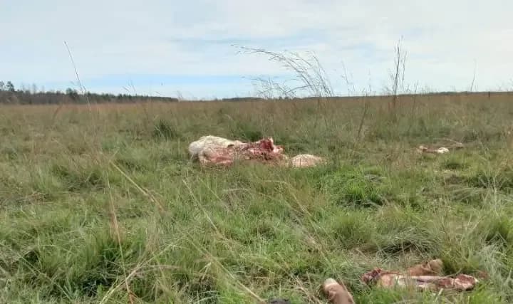 Productora asegura que ya se abandonaron 400 mil hectáreas a causa del abigeato