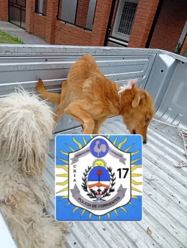 Rescataron a dos perros que estaban atados y en estado de abandono en Corrientes