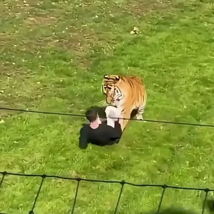 Un hombre murió atacado tras saltar a la jaula de un tigre