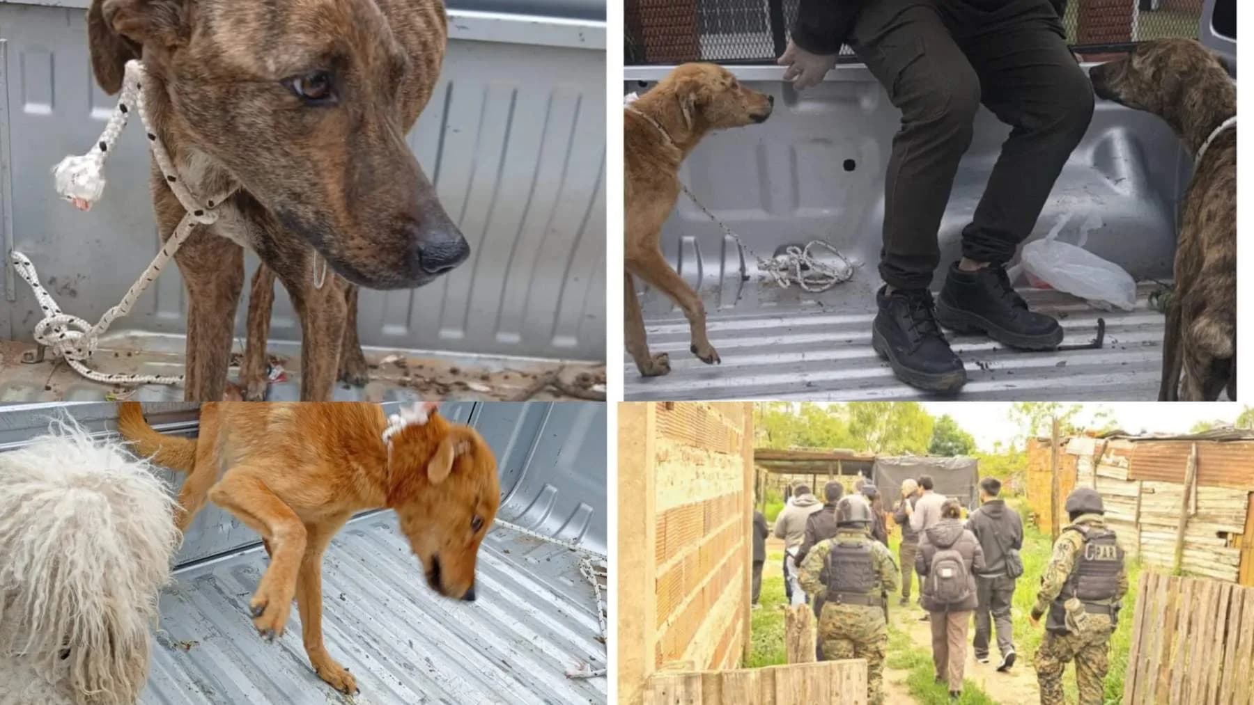 Maltrato animal en Corrientes: allanan dos viviendas y rescatan a cuatro perros