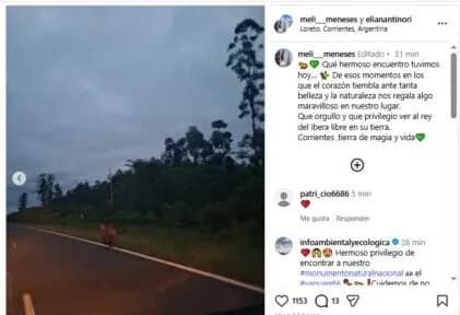 Avistaron a un yaguareté corriendo en libertad a la vera de la Ruta 118