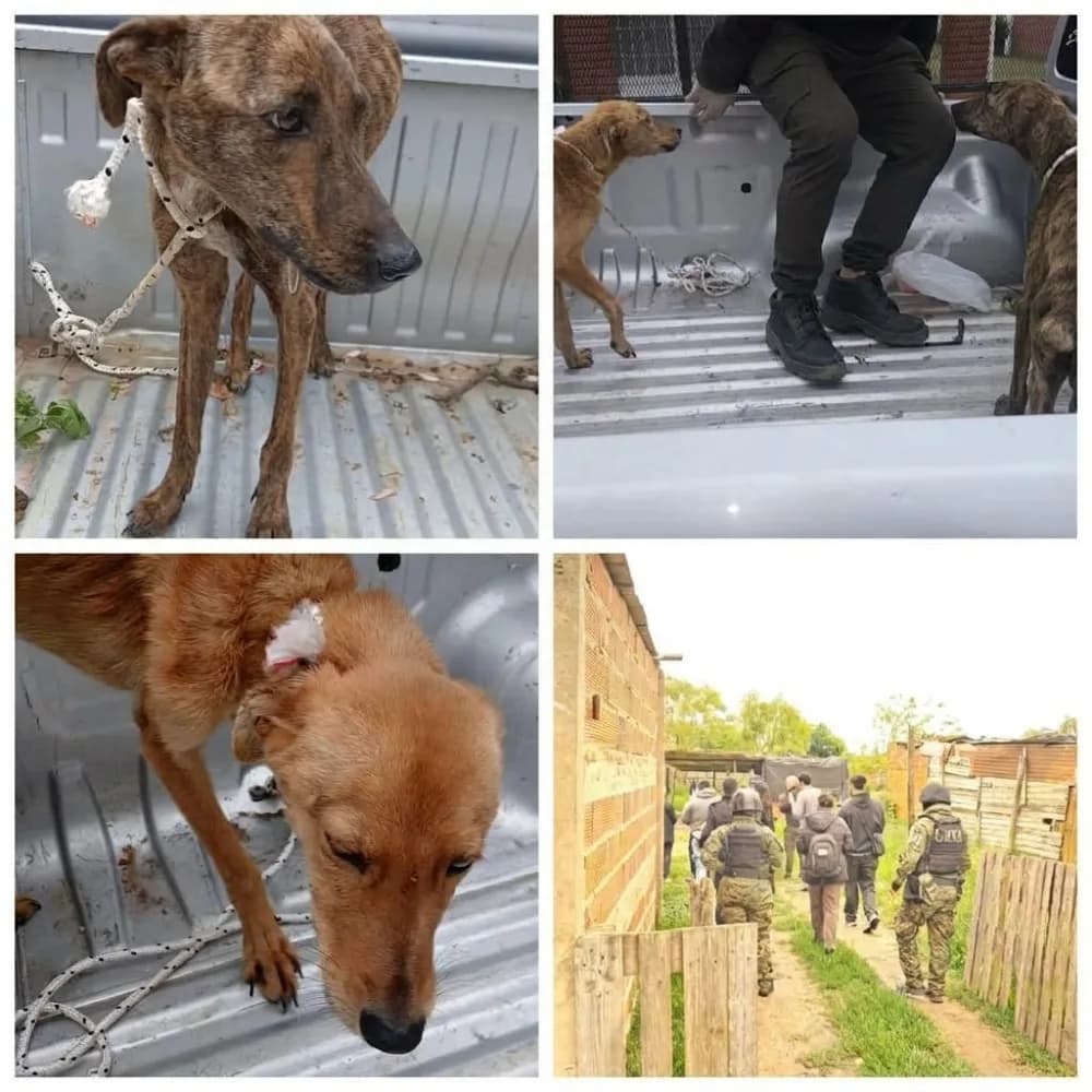 Rescataron a cuatro perros en mal estado en dos allanamientos