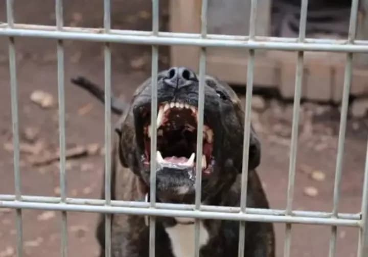 Un pitbull mató a un nene de 4 años y detuvieron a su madrina
