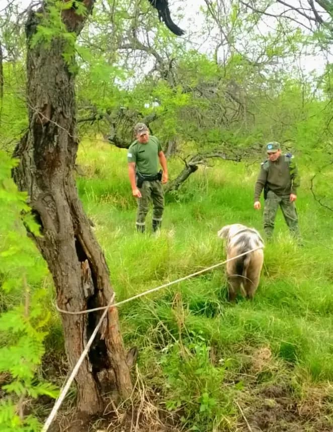 Recuperaron una chancha robada y detuvieron a un hombre tras un allanamiento