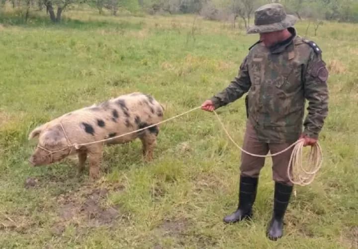 Fueron por la chancha y encontraron de todo
