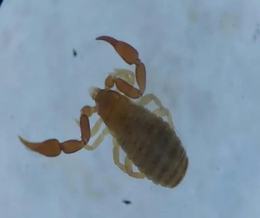 Un estudio registra por primera vez pseudoescorpiones en el Chaco Seco