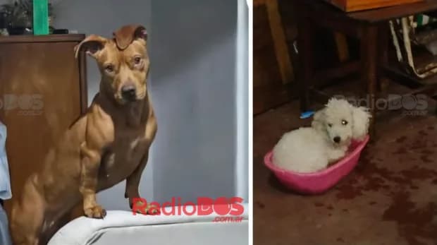 Buscan a un perrito y una perrita extraviados en distintos barrios