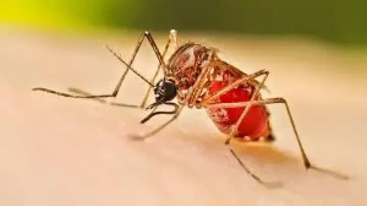 Este viernes finaliza la campaña de vacunación contra el dengue en la plaza Vera