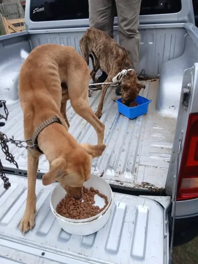 La Municipalidad rescató y brindó asistencia a cuatro perros en dos barrios de la ciudad