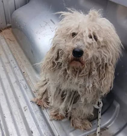 Maltrato animal: la Municipalidad rescató y brindó asistencia a cuatro perros en dos barrios de la ciudad