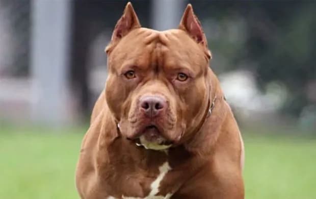 Una mujer de 80 años fue atacada por un pitbull y quedó gravemente herida