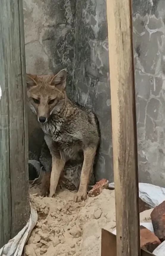 Rescataron a un zorro herido en una calle de Goya