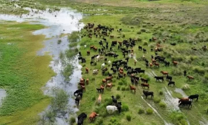 Por la crecida del Paraná, productores evacúan su ganado en Santa Fe