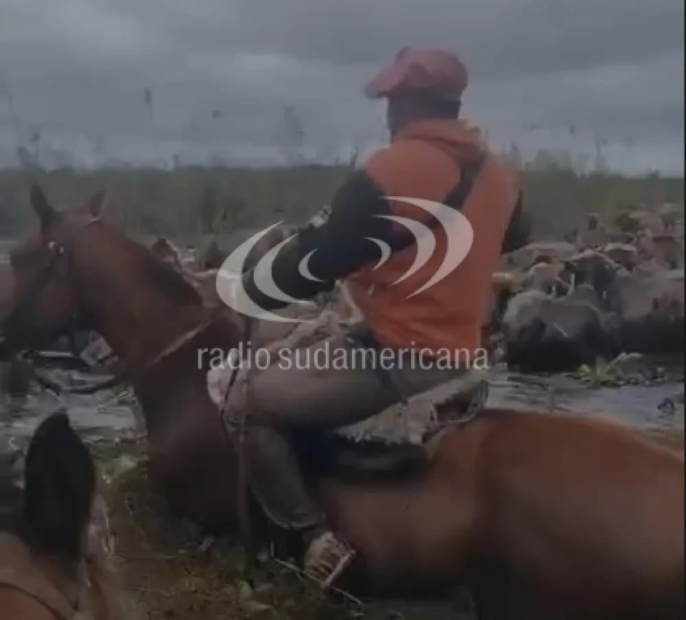 Portada de video: Bella Vista bajo agua: así sacan a los animales de campos inundados
