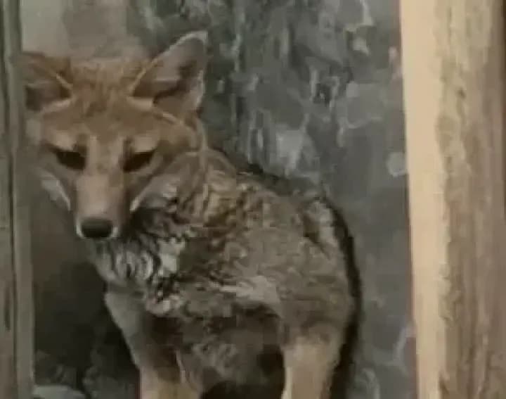 Rescataron a un zorro herido en plena ciudad en localidad de Corrientes
