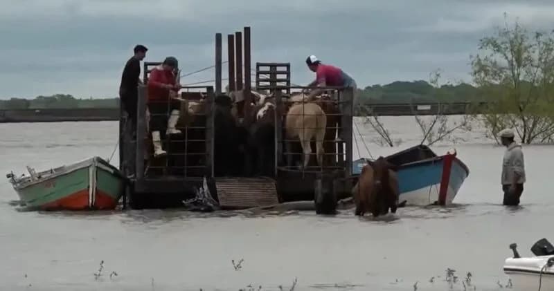 Drama por la crecida: acorraladas por el agua, trasladan vacas de las islas a la costa correntina