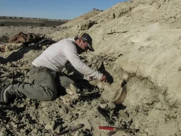 Revelan nuevos detalles de un dinosaurio gigante hallado en la Patagonia