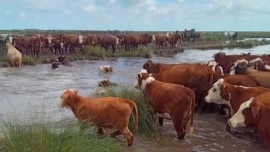 El Niño pone en alerta a la ganadería: trasladan miles de animales por la crecida del Paraná y el Uruguay