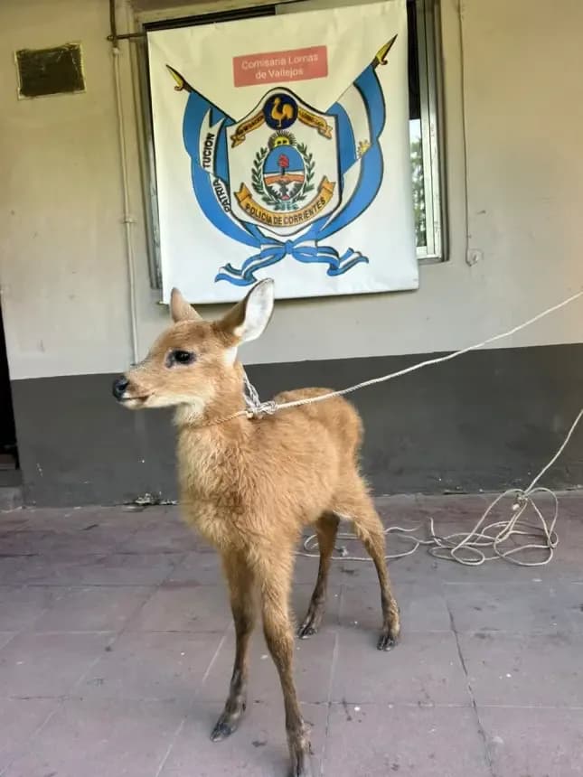 Rescataron a un pequeño ciervo de los pantanos en la ruta