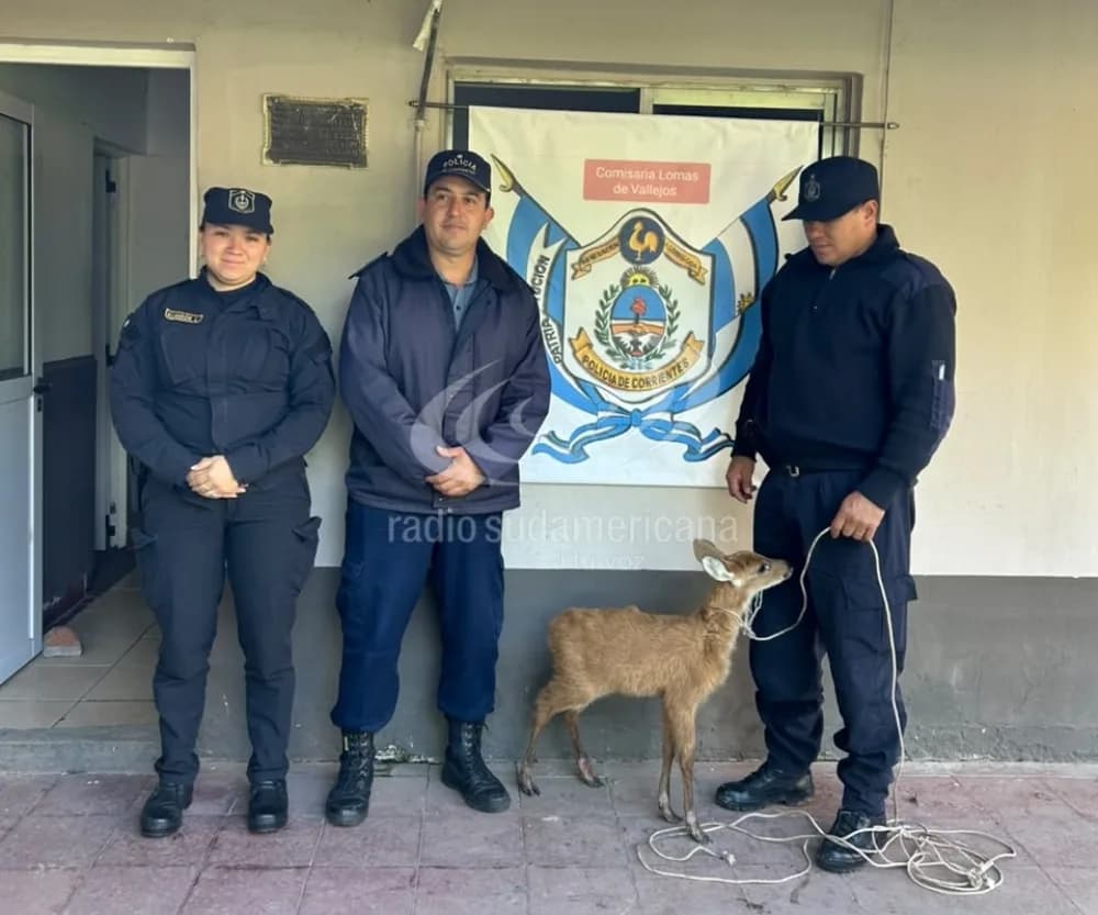 Rescataron a un pequeño ciervo de los pantanos en Ruta Provincial 87