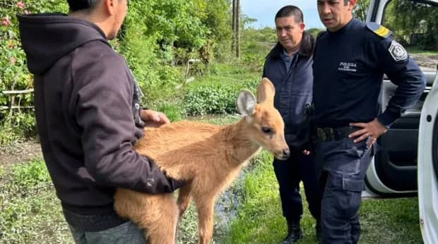Rescatan y ponen a resguardo a un pequeño ciervo de los pantanos hallado a la vera de una ruta de Corrientes