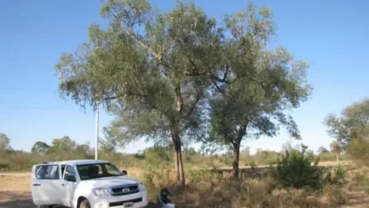 Investigación revela las claves para proteger al quebracho blanco en el Gran Chaco