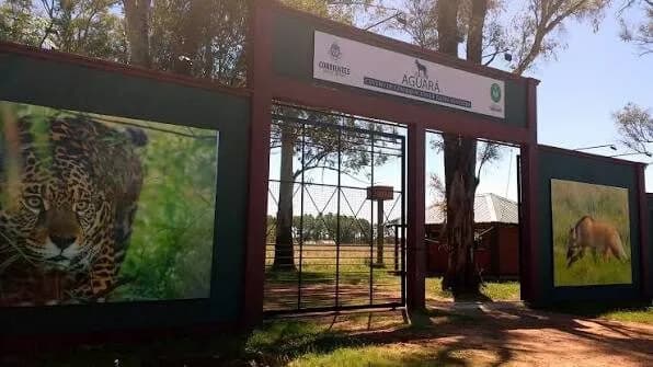 Un pequeño ciervo fue rescatado en Lomas de Vallejos y trasladado al Centro Aguará