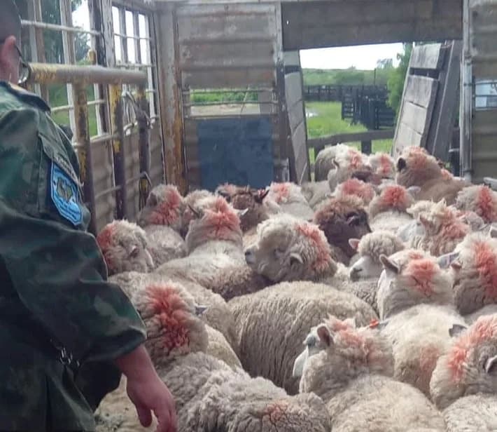 Interceptan en Mocoretá un camión con 140 ovinos y multan al transportista con $2.000.000