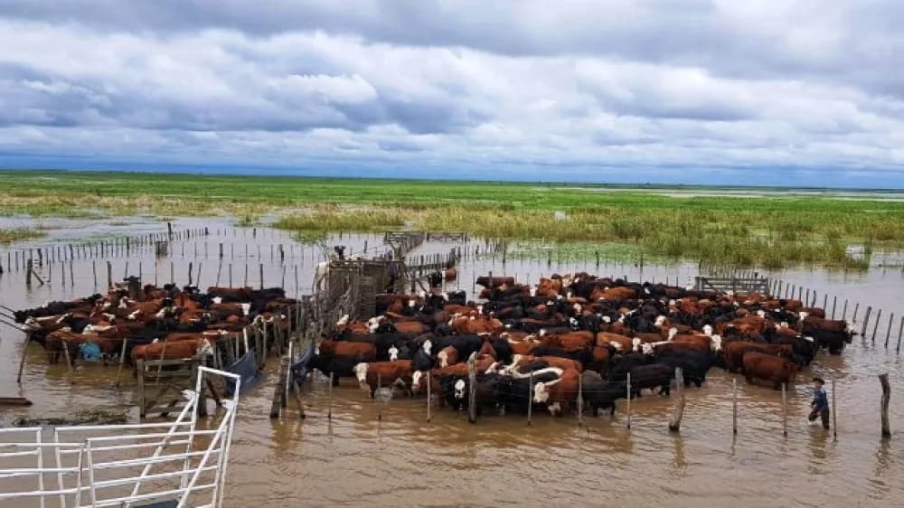 Portada de video: Por la crecida del río prevén evacuar 60 mil cabezas de ganado