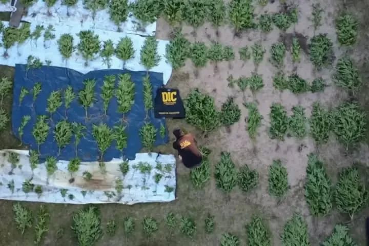Corrientes: incautan casi 200 plantas de marihuana valuadas en más de $200 millones