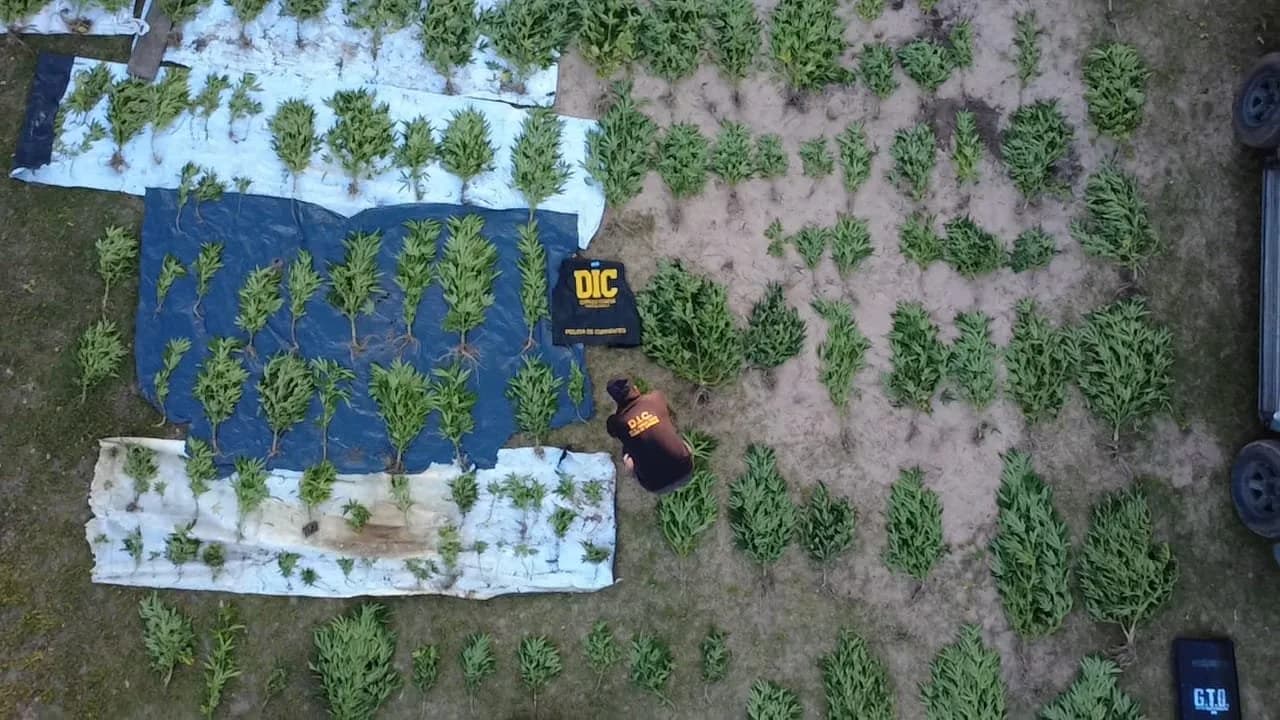 Encontraron una plantación de marihuana durante un allanamiento millonario en Corrientes