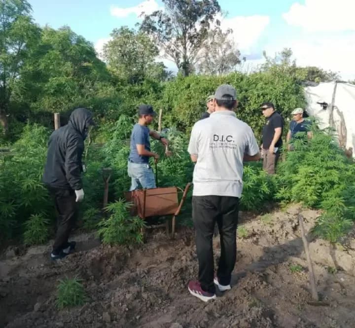 Hallan plantación de marihuana desde donde hacían "delivery"