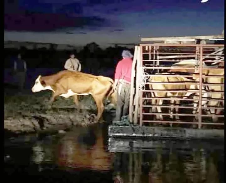 Corrientes enfrenta el desafío de evacuar 60.000 cabezas de ganado