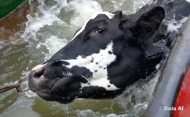 Negligencia y maltrato animal en la evacuación del ganado durante las inundaciones del Litoral