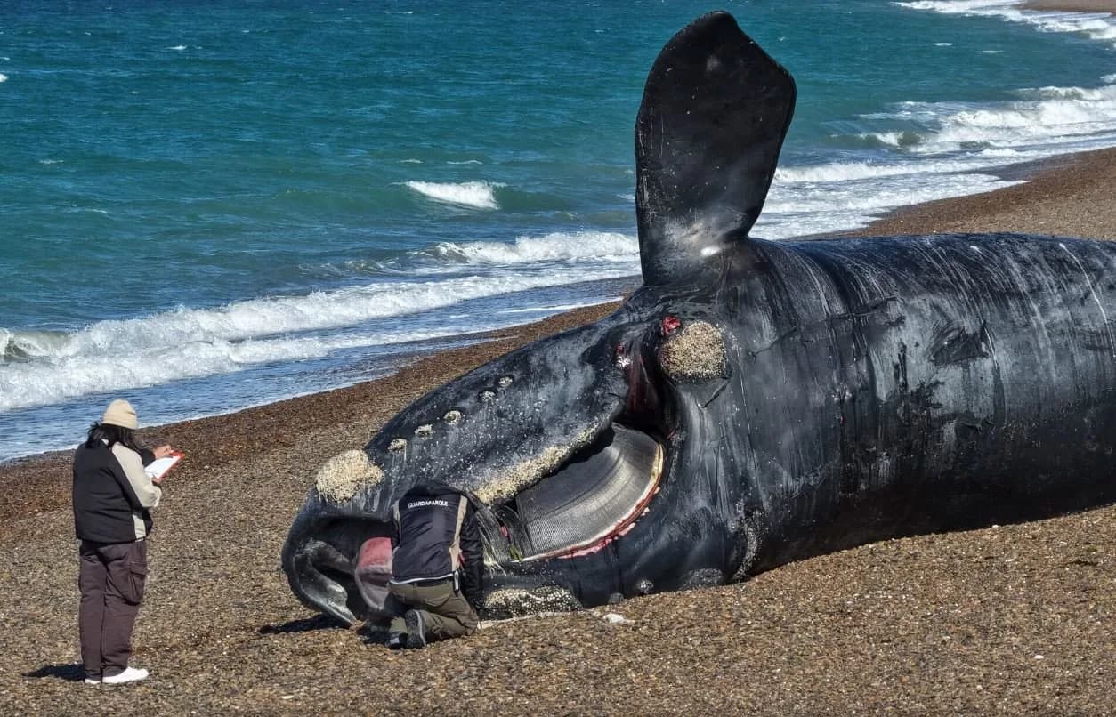 Alerta por la muerte de ballenas en Puerto Madryn