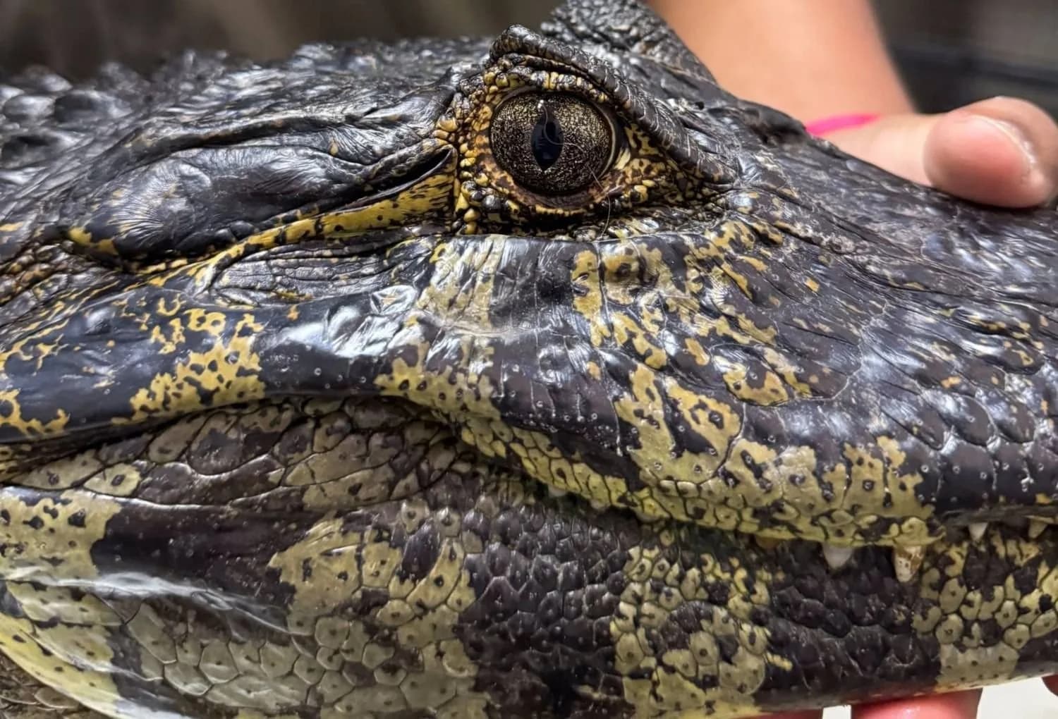 Con la crecida del Paraná podrían aparecer animales silvestres: qué hacer y a quién llamar