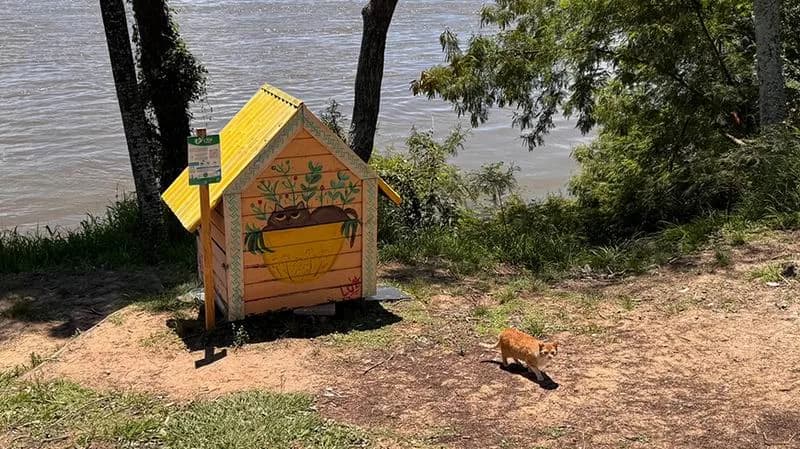 Impulsan campaña para rescatar a 80 gatos amenazados por el agua