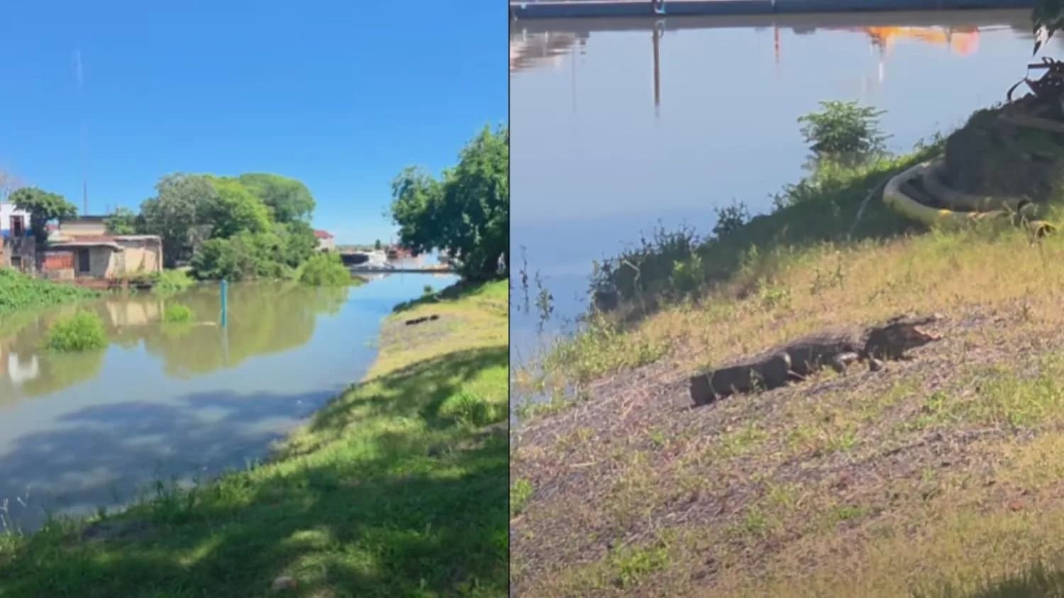 Yacaré en el parque Mitre: el Centro Aguará explicó la causa de su presencia