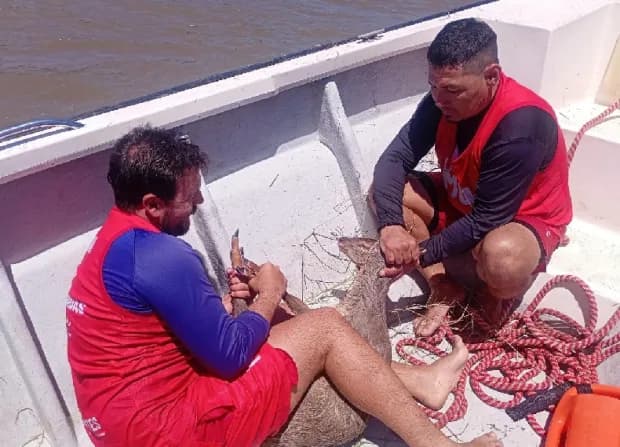 Rescatan a dos guazunchos que llegaron a la Costanera Sur de Corrientes