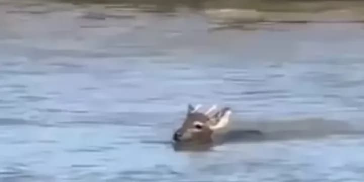 Un guazuncho fue rescatado tras ser visto nadando en el río Paraná