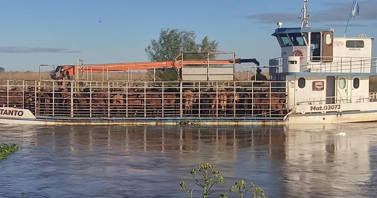 En Buenos Aires se adelantan a la crecida del Paraná: el drama por sacar a los miles de animales que quedan en las islas y conseguir campos para ubicarlos