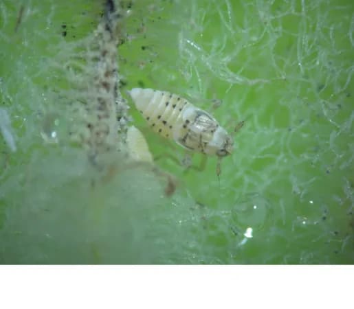 Identifican la densidad óptima de insectos para el control biológico del repollito de agua