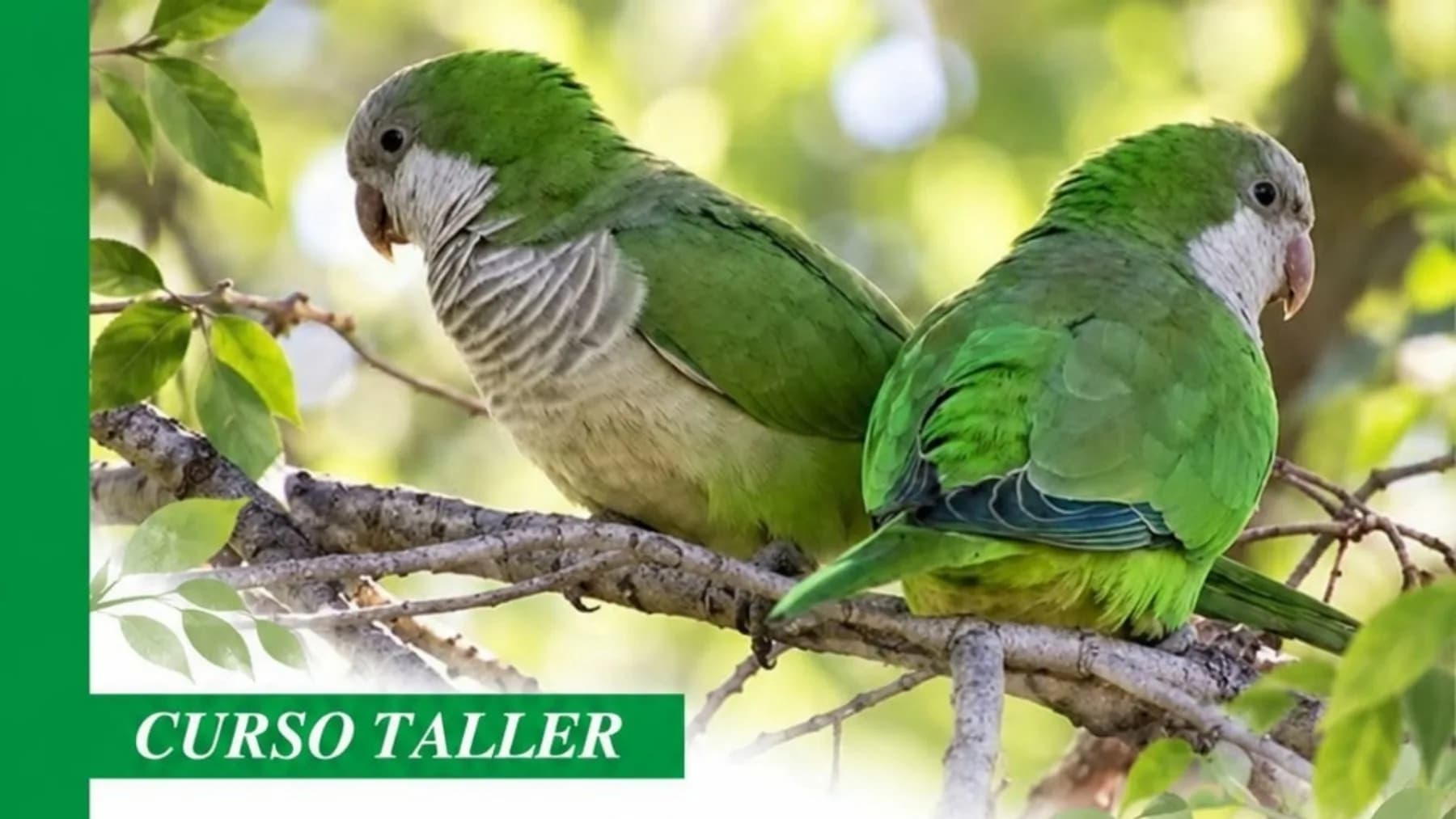 Corrientes: taller gratuito de iniciación a la observación de aves