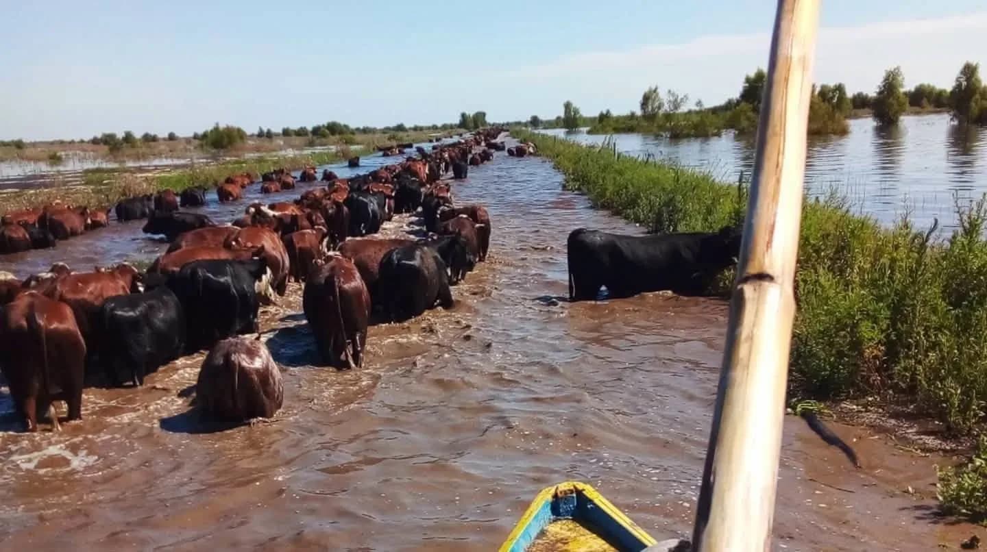 Por El Niño la ganadería correntina en jaque deberá evacuar 60.000 cabezas