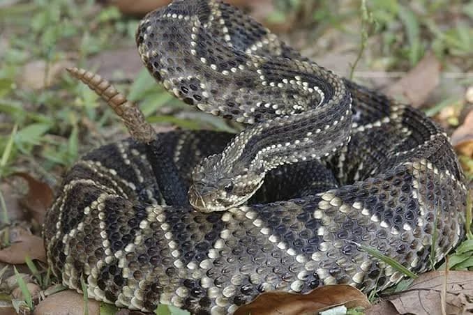 Con la crecida del río apareció una serpiente y mordió a un chico de 15 años en Goya
