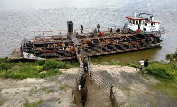 La crecida del río Paraná pone en jaque a la ganadería: evacuar la hacienda cuesta casi $30 millones